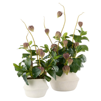 Faux Chinese Lantern Lush Leaf - Maliah Pot Wide | Green - 55cm