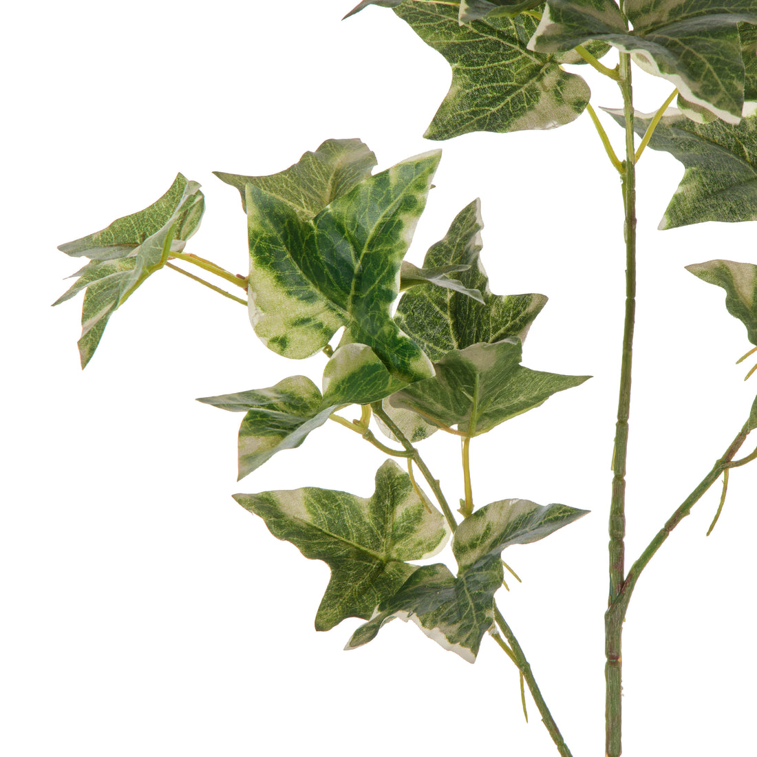Rogue English Ivy Spray Green