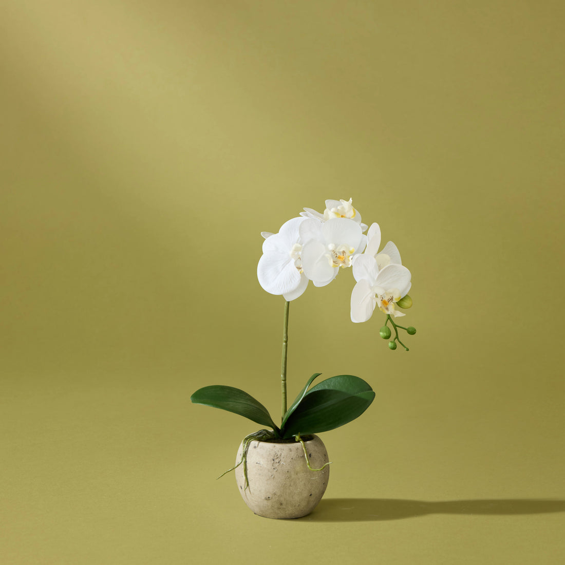 Faux Phalaenopsis Orchid  - Cream Pot | 48cm