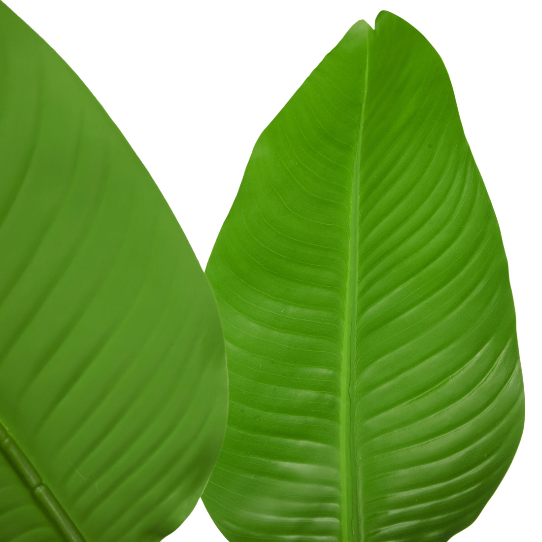 Rogue Bird Of Paradise - Ryker Planter Large Green &amp; Black