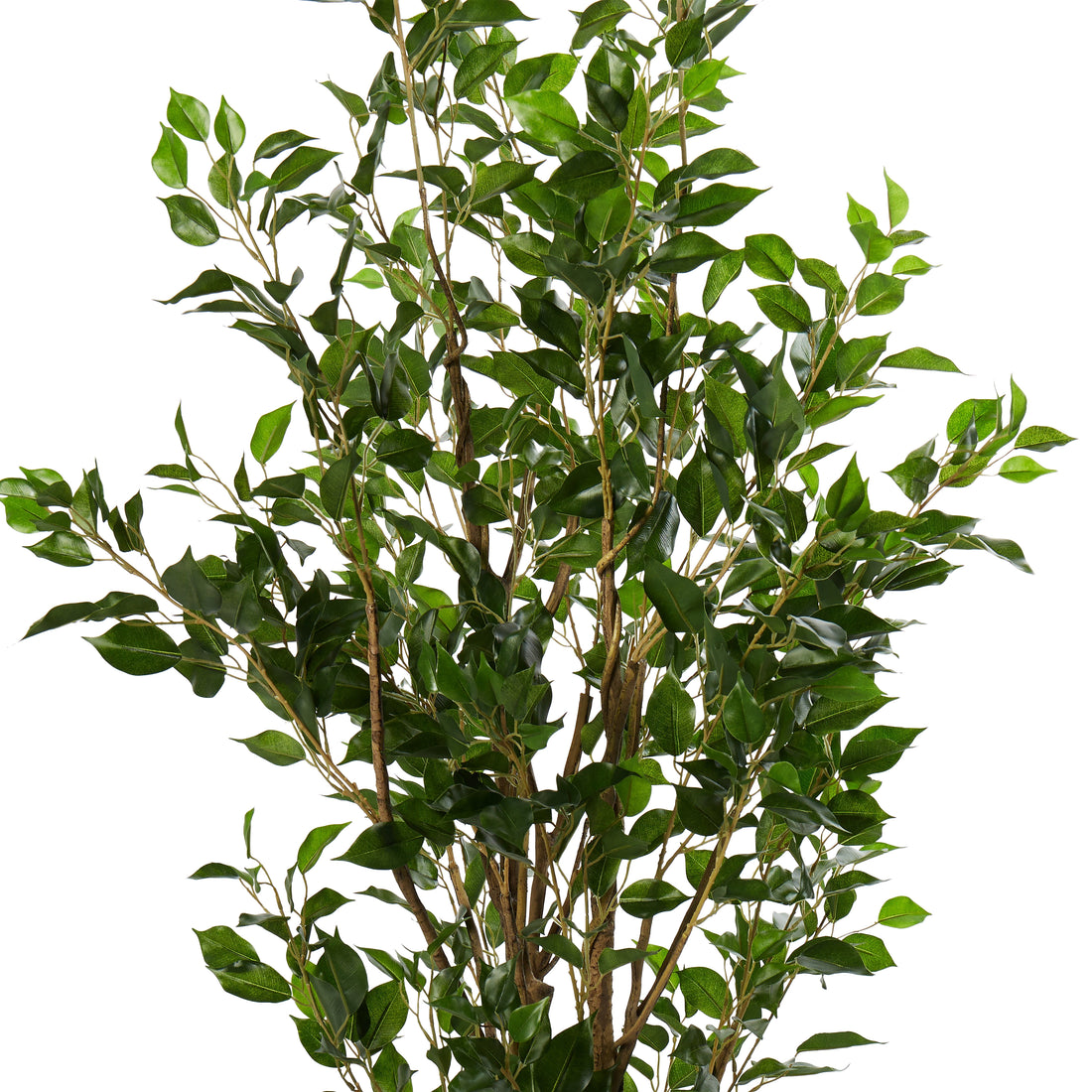 Rogue Ficus Tree Potted Green