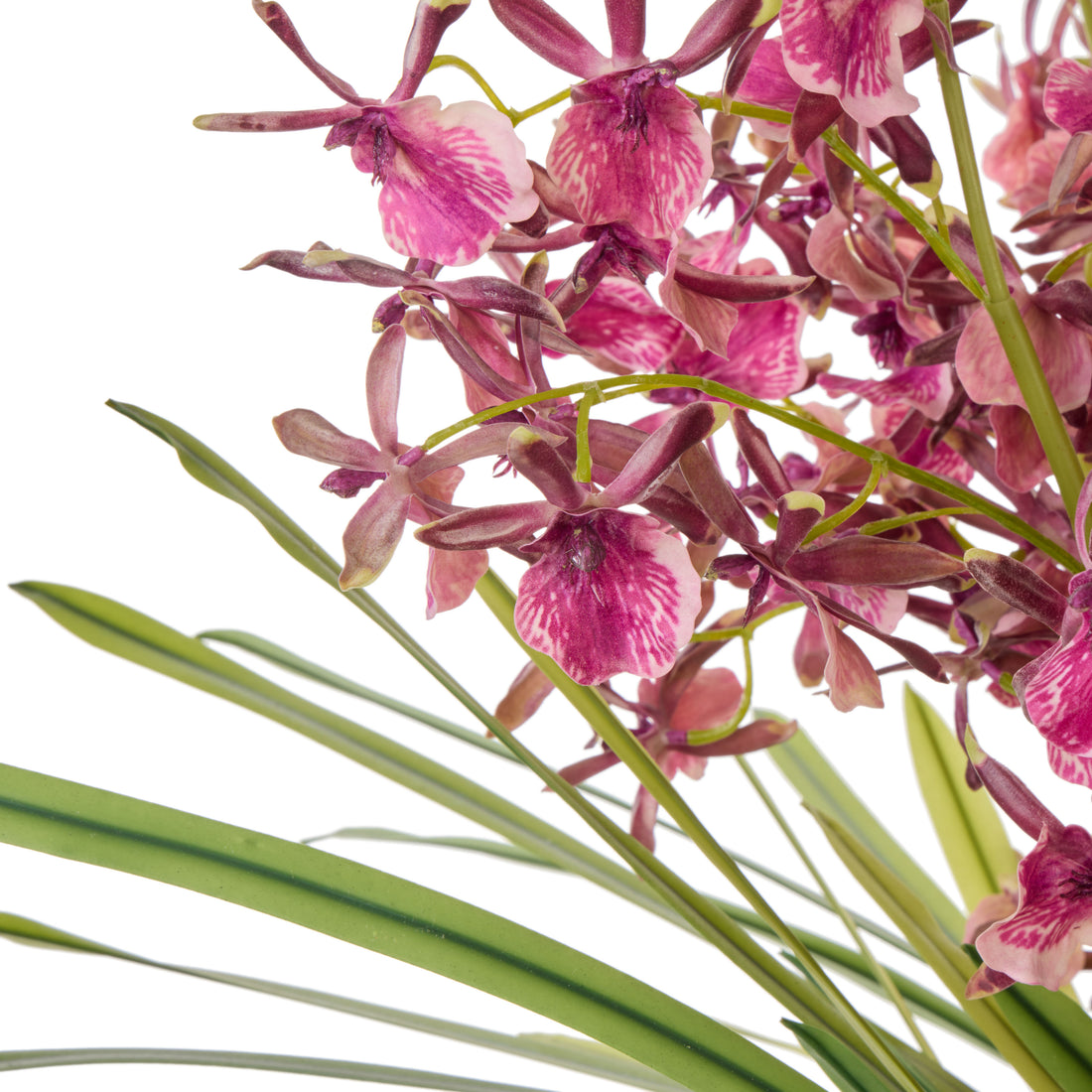 Faux Dendrobium Plant - Maliah Pot | Burgundy -  73cm