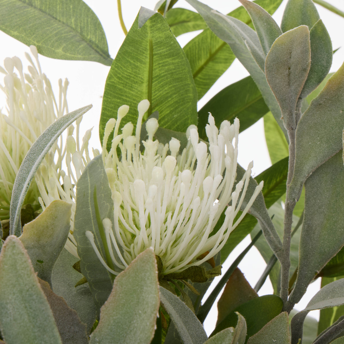 Rogue Australis Protea Eucalyptus Mix - Maliah Pot White