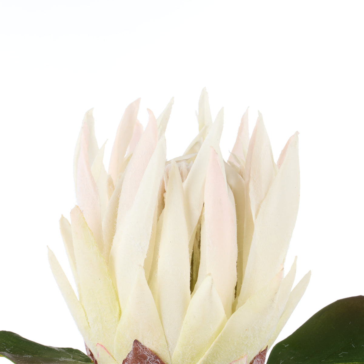 Faux King Protea Stem | White - 60cm