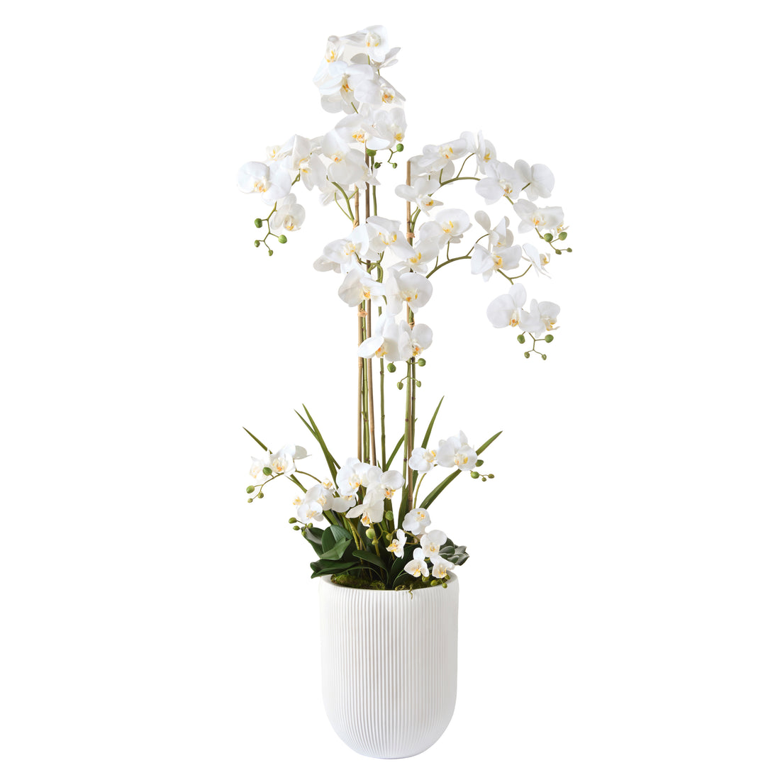 Faux Phalaenopsis Orchid - Ribbed Pot | White - 150cm