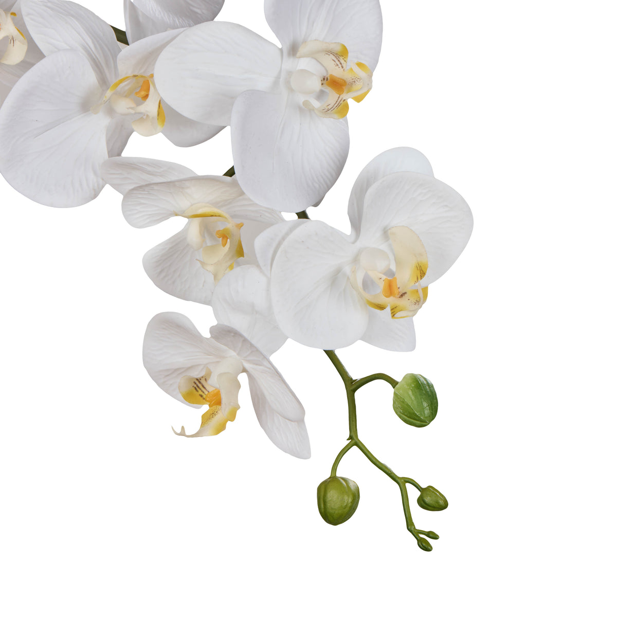 Rogue Phalaenopsis Orchid Stem White