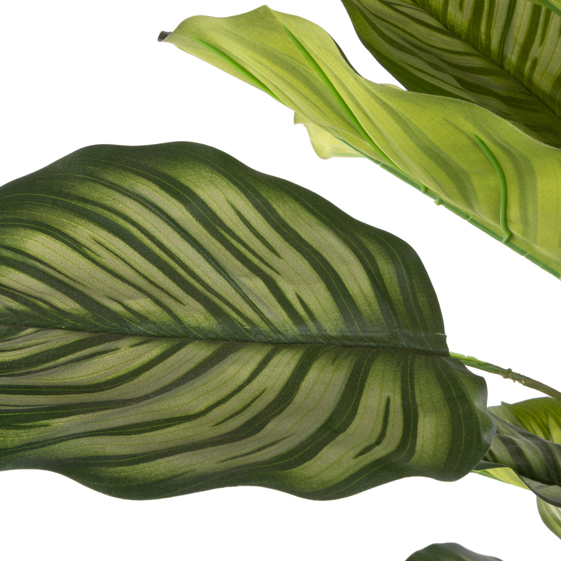 Faux Calathea Plant - Ryker Stonelite Planter | White - 177cm