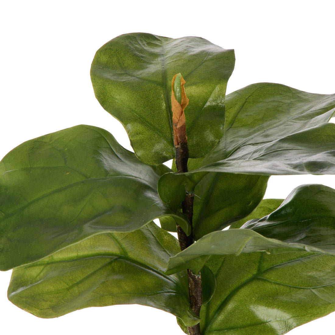 Rogue Fiddle Leaf Spray Green