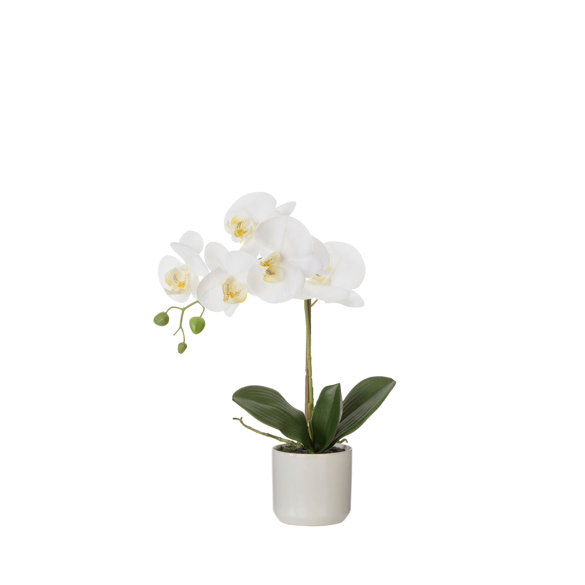 Rogue Phalaenopsis Orchid Pot White