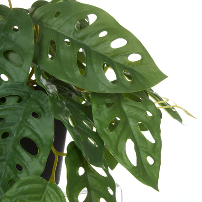 Rogue Monstera Adansonii Green