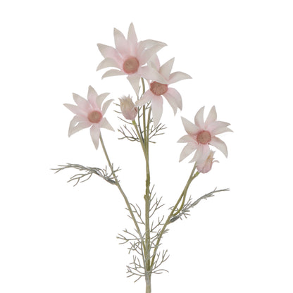 Rogue Flannel Flower Pink