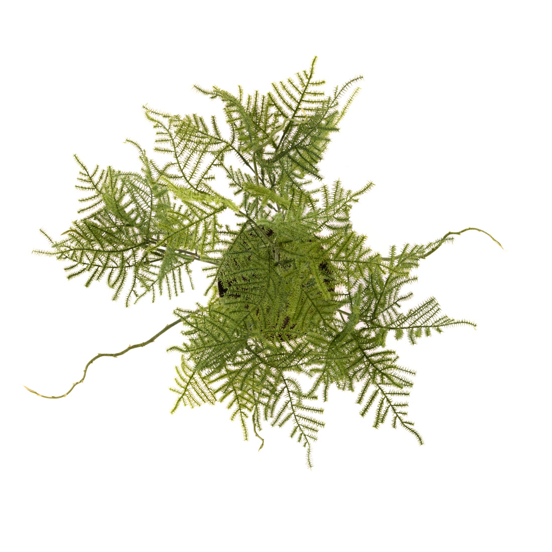 Rogue Asparagus Fern - Tub Pot Green