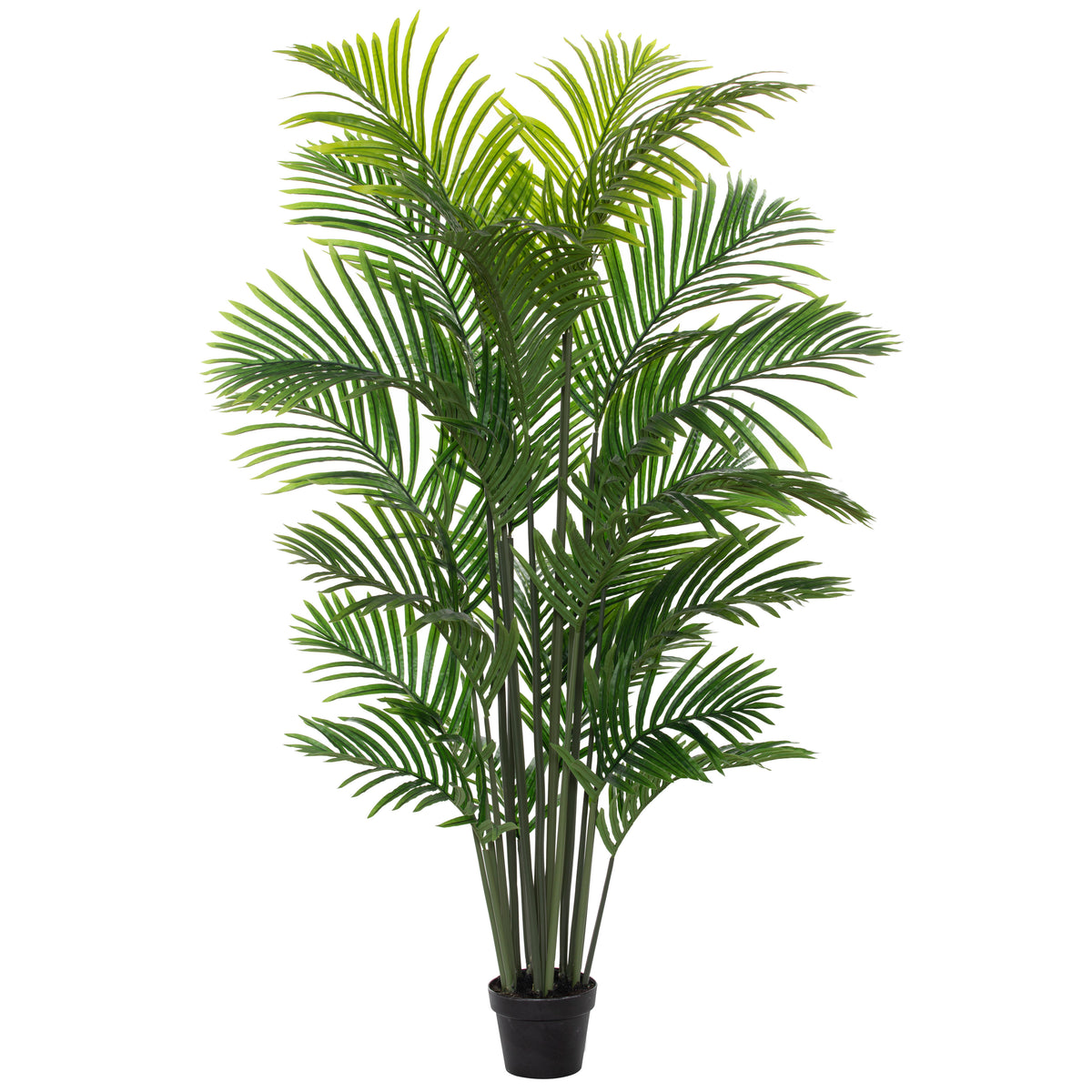 Rogue Areca Palm Tree - Garden Pot Green