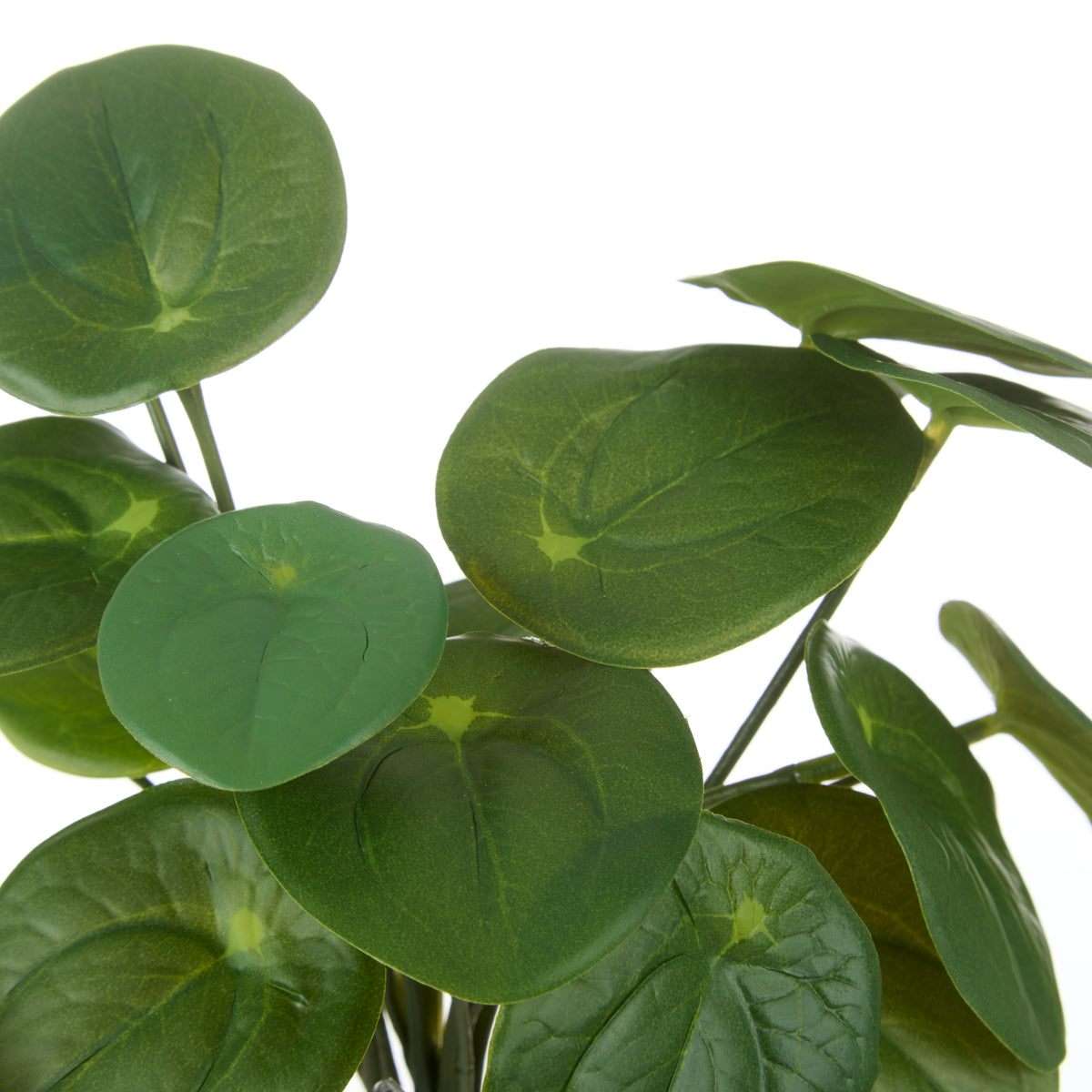 Rogue Pilea Bush Green