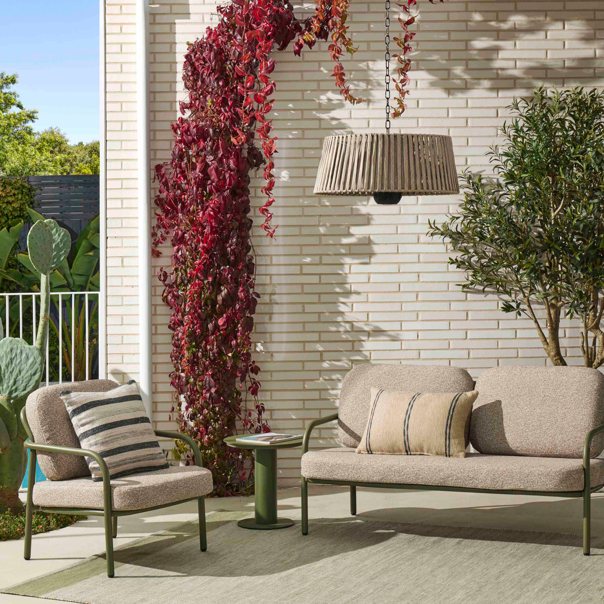 Rogue Olive Tree - Fruitless Green