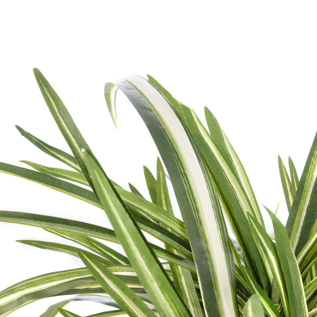Rogue Spider Plant - Garden Pot Green