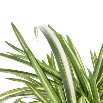 Rogue Spider Plant - Garden Pot Green