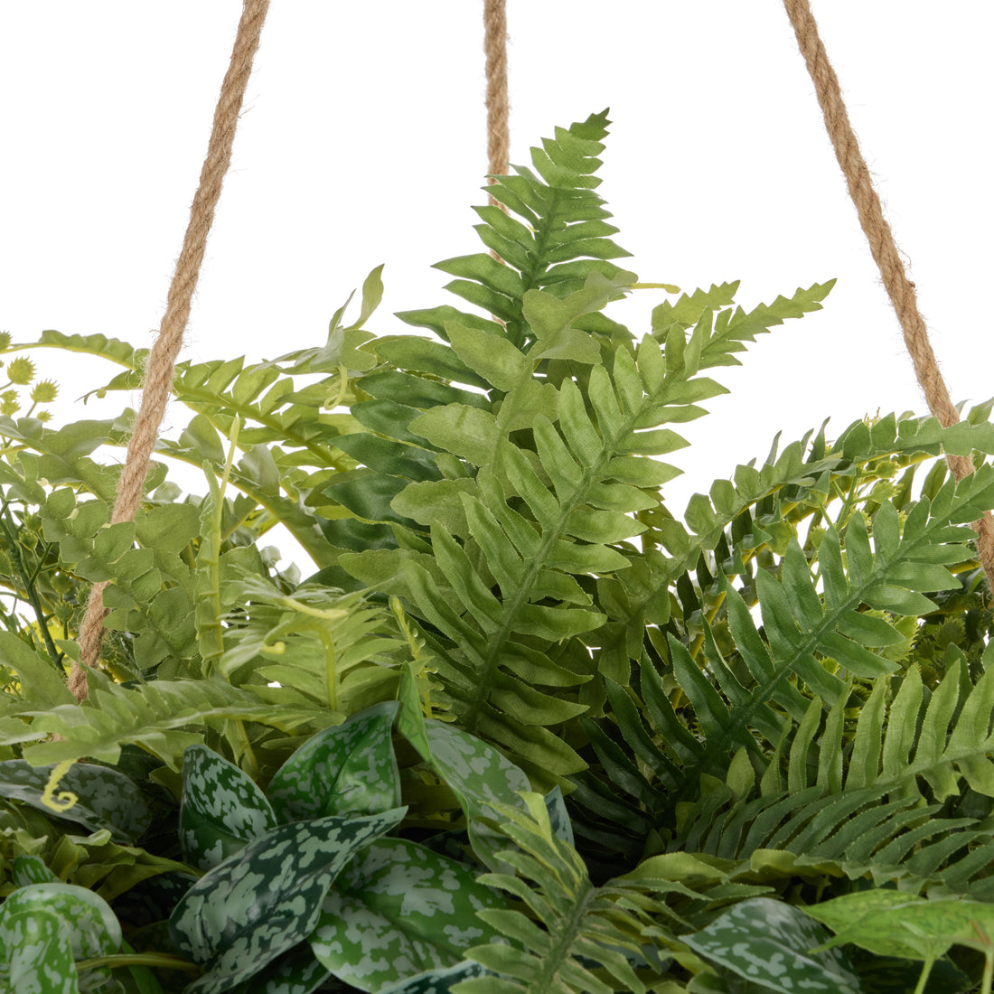 Rogue Fern Garden Mix - Laos Hanging Green