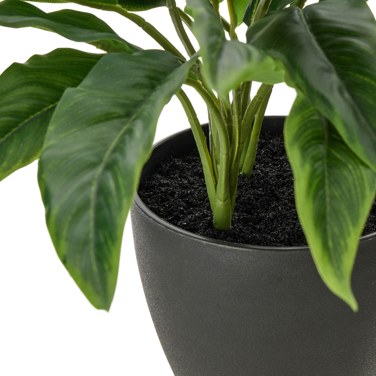 Rogue Sacred Lily Pot Green