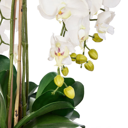Rogue Phalaenopsis Full - Dahlia Bowl White &amp; Glass