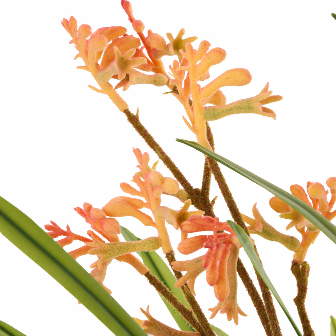Rogue Kangaroo Paw - Maliah Pot Yellow
