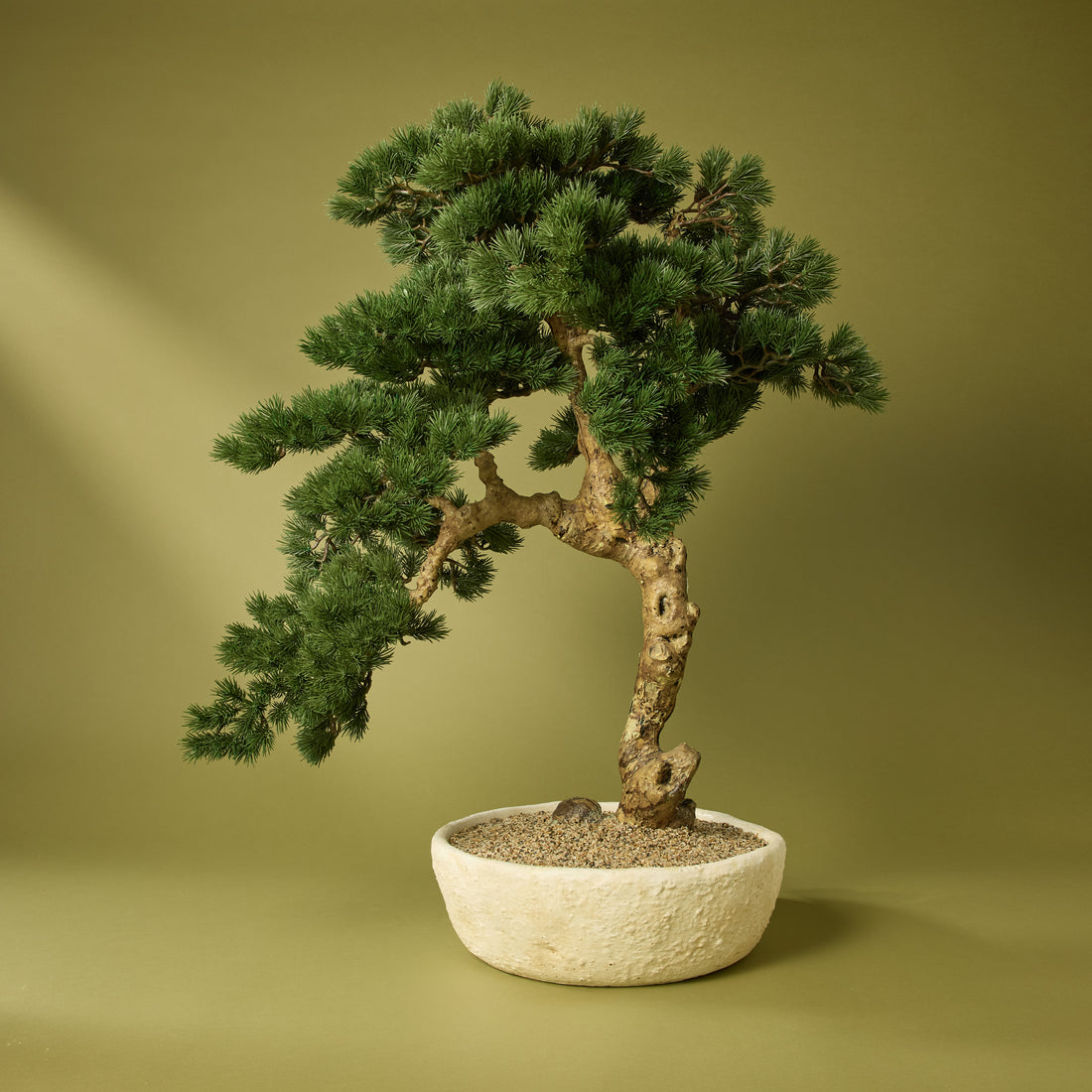 Faux Pine Bonsai - Textured Cement Pot | Cream - 96cm