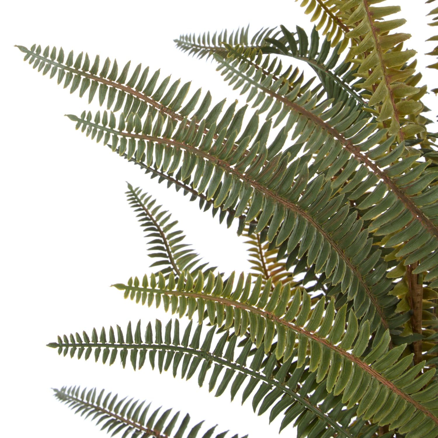 Faux Boston Fern - White Pot | 71cm