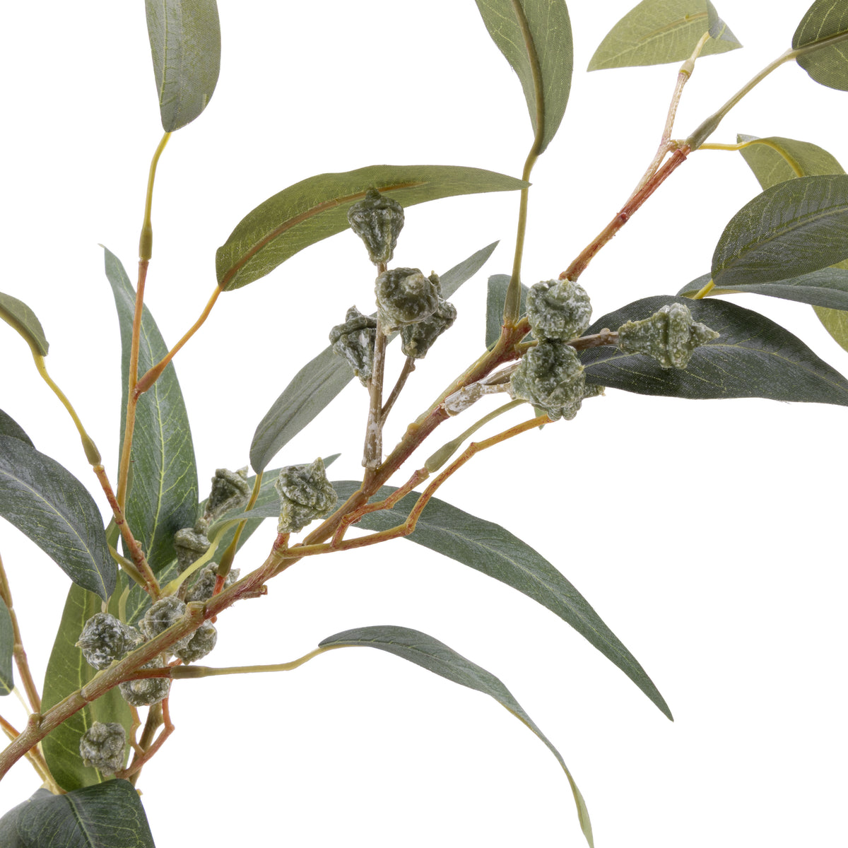 Rogue Eucalyptus Gumnut Tree - Garden Pot Green