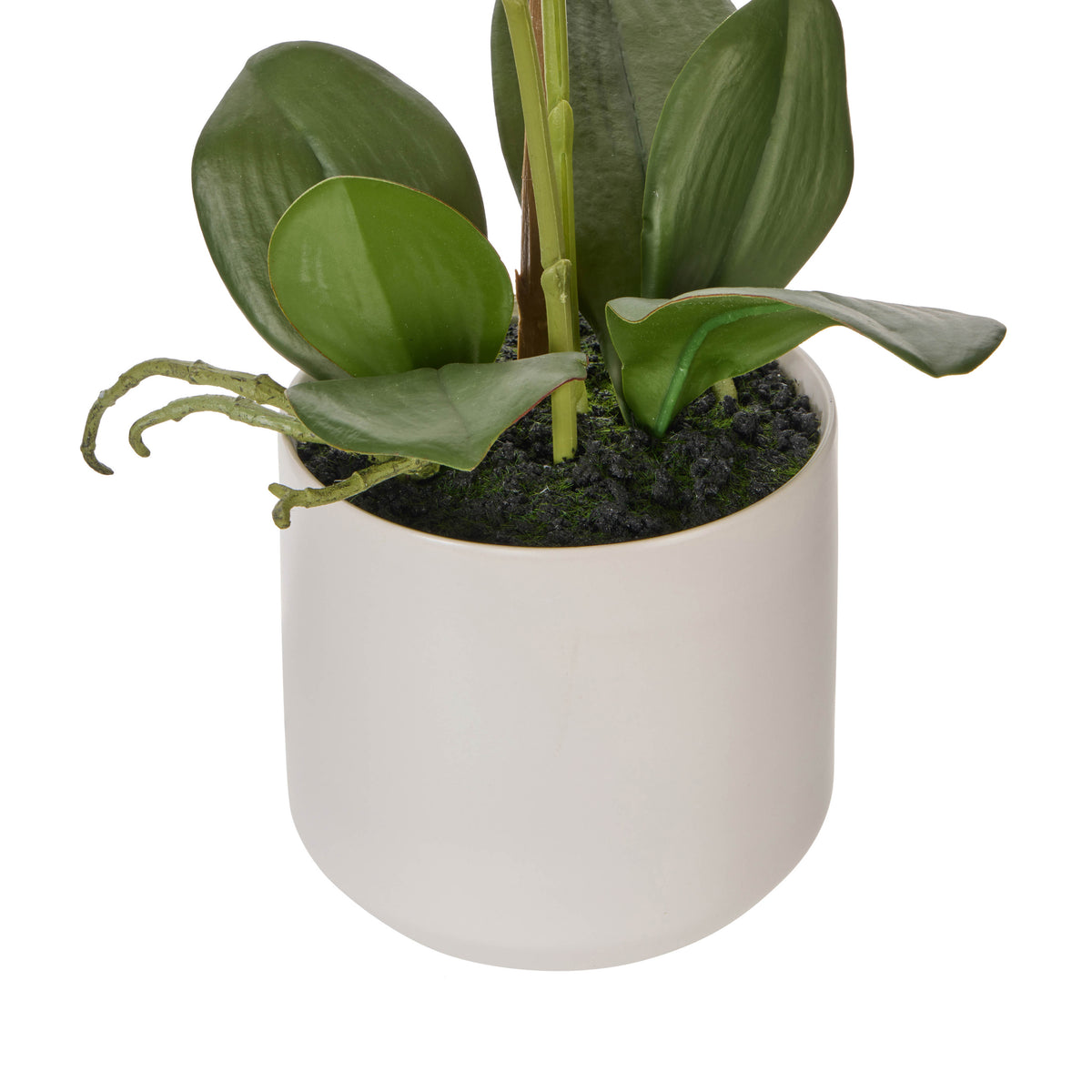 Rogue Phalaenopsis Orchid Pot Purple