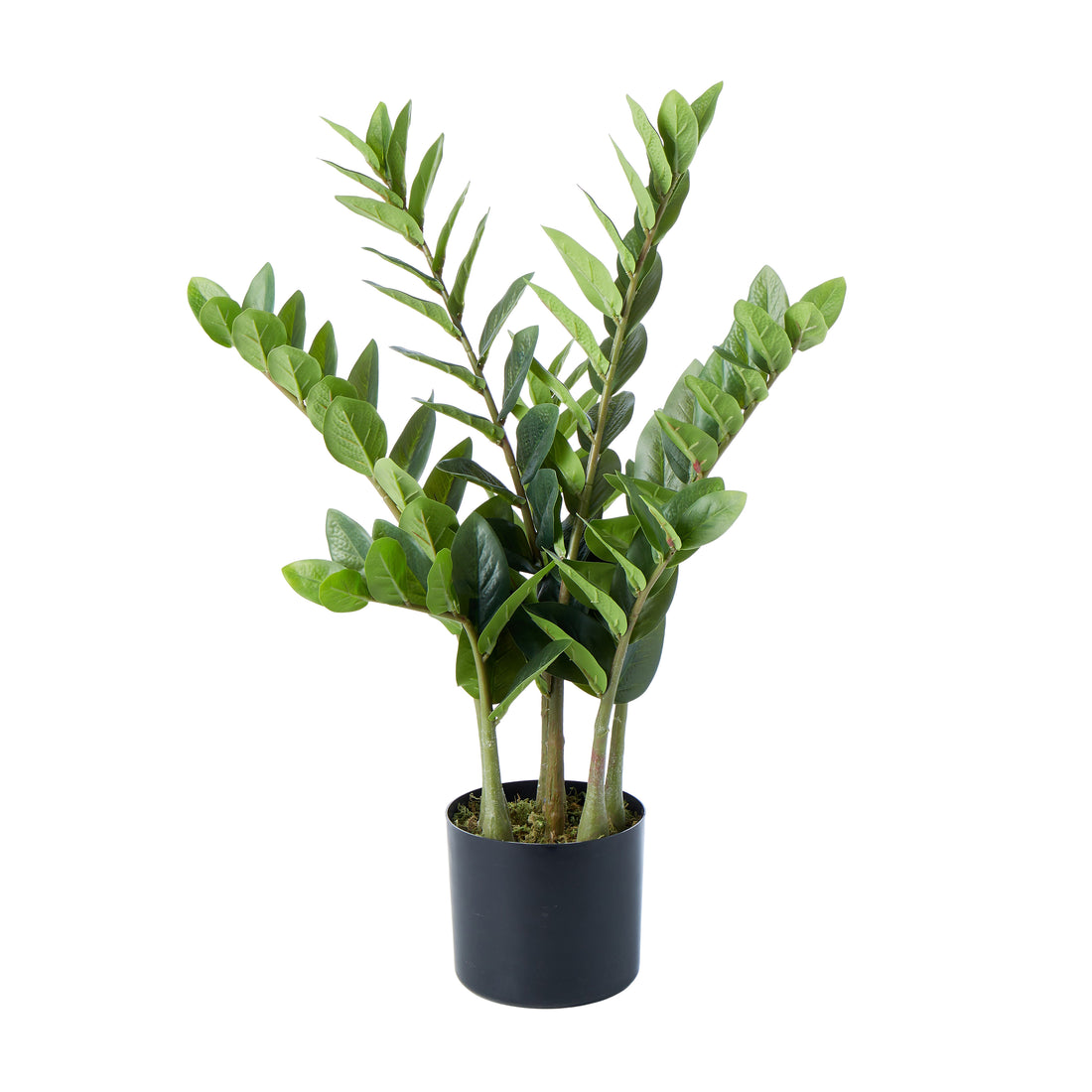 Rogue Zanzibar Gem - Garden Pot Green