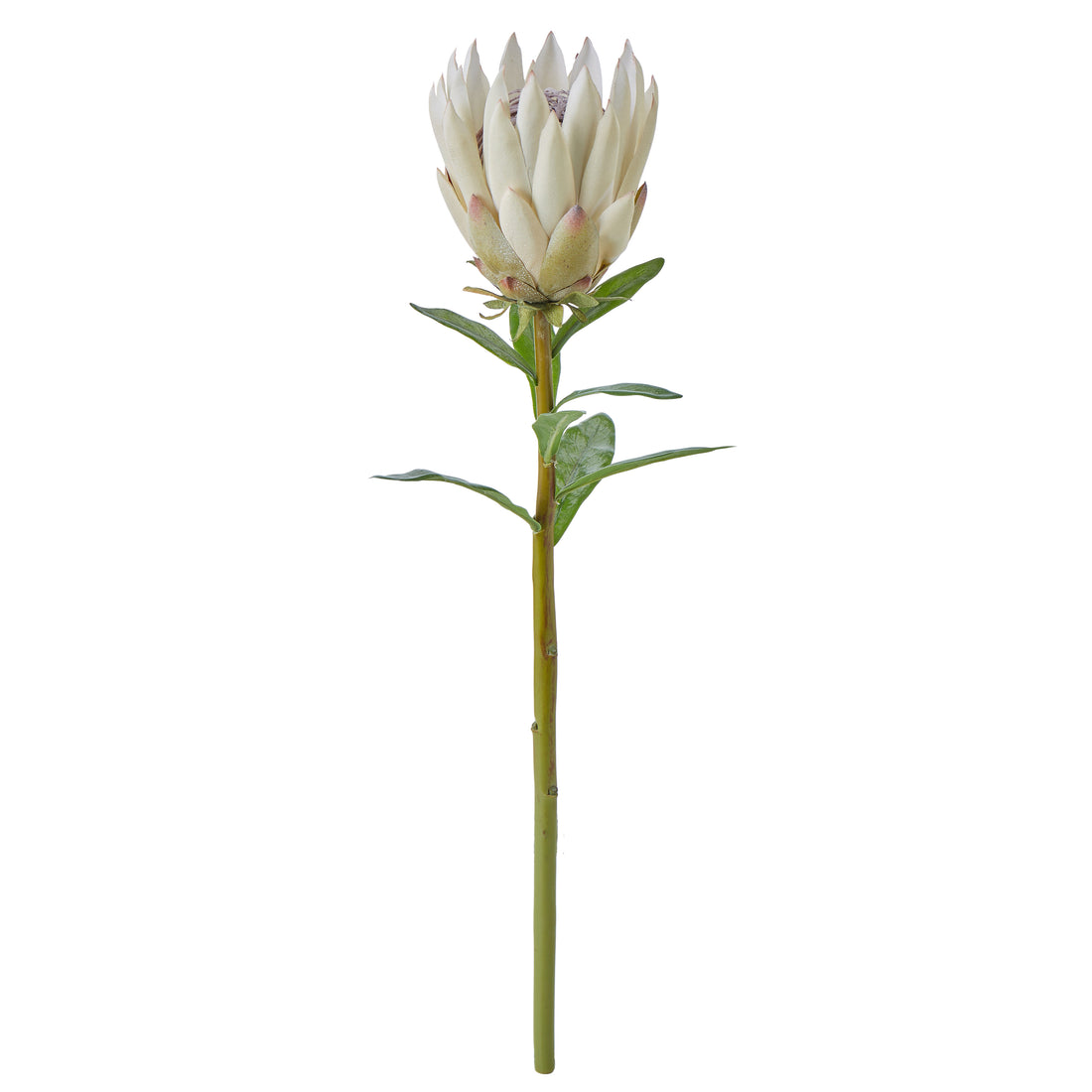 Faux Protea Spray | Cream - 60cm