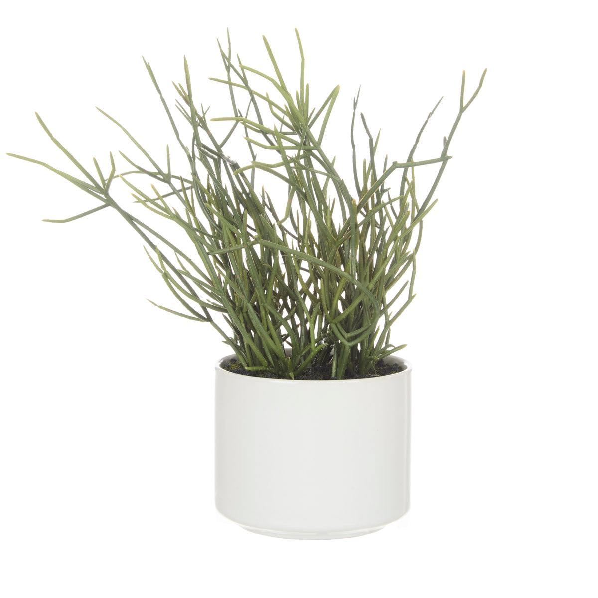 Rogue Mistletoe Cactus Pot Green