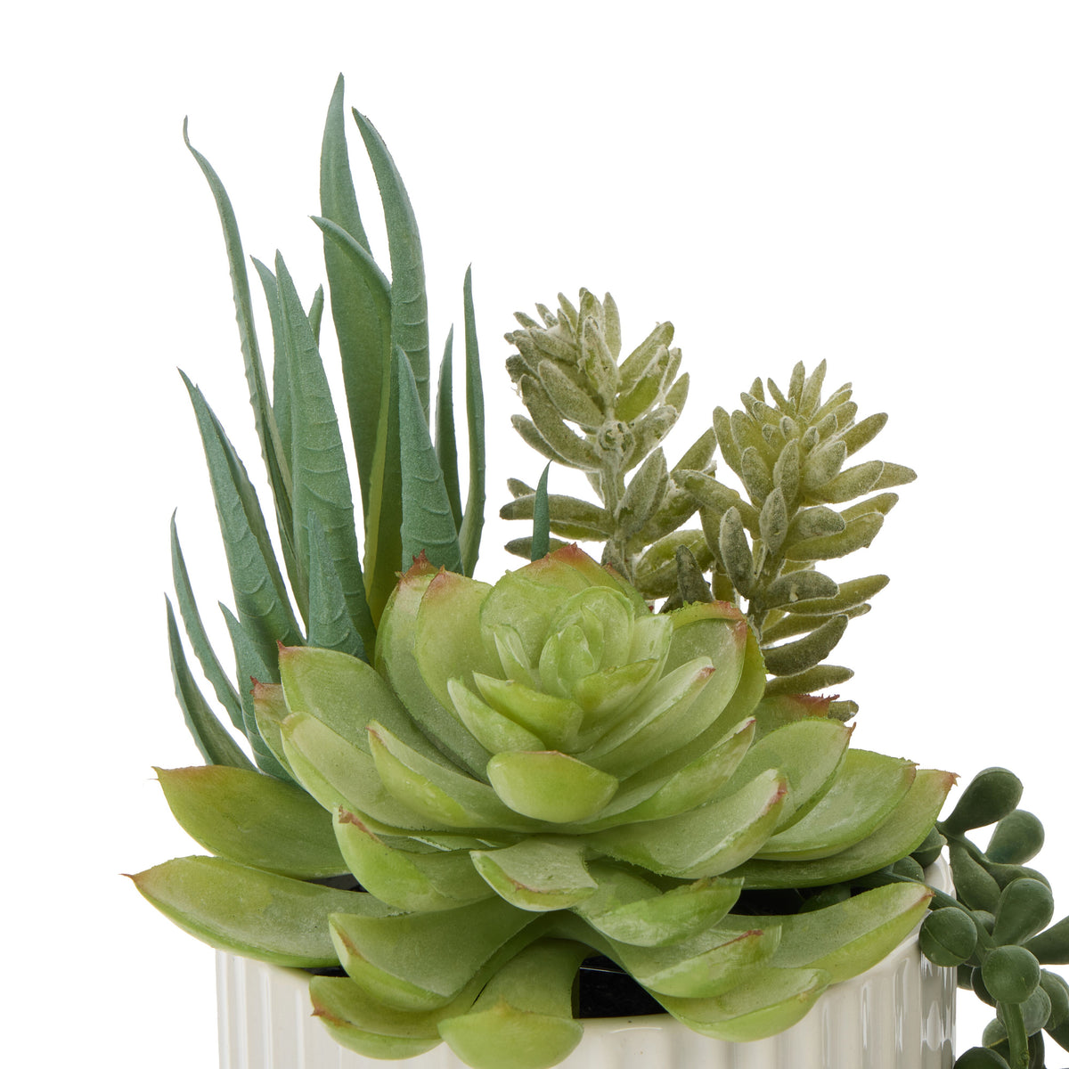 Rogue Aloe Succulent Mix Pot Green &amp;  White