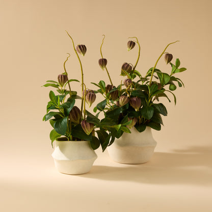 Faux Chinese Lantern Lush Leaf - Maliah Pot Wide | Green - 60cm