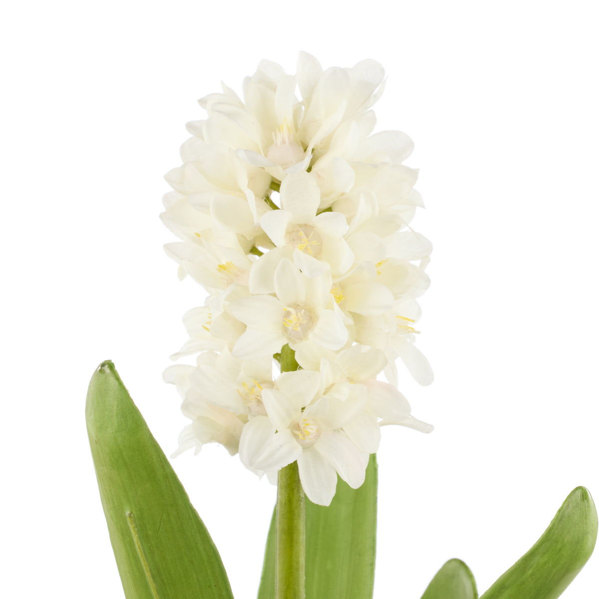 Rogue Hyacinth with Leaves Stem White