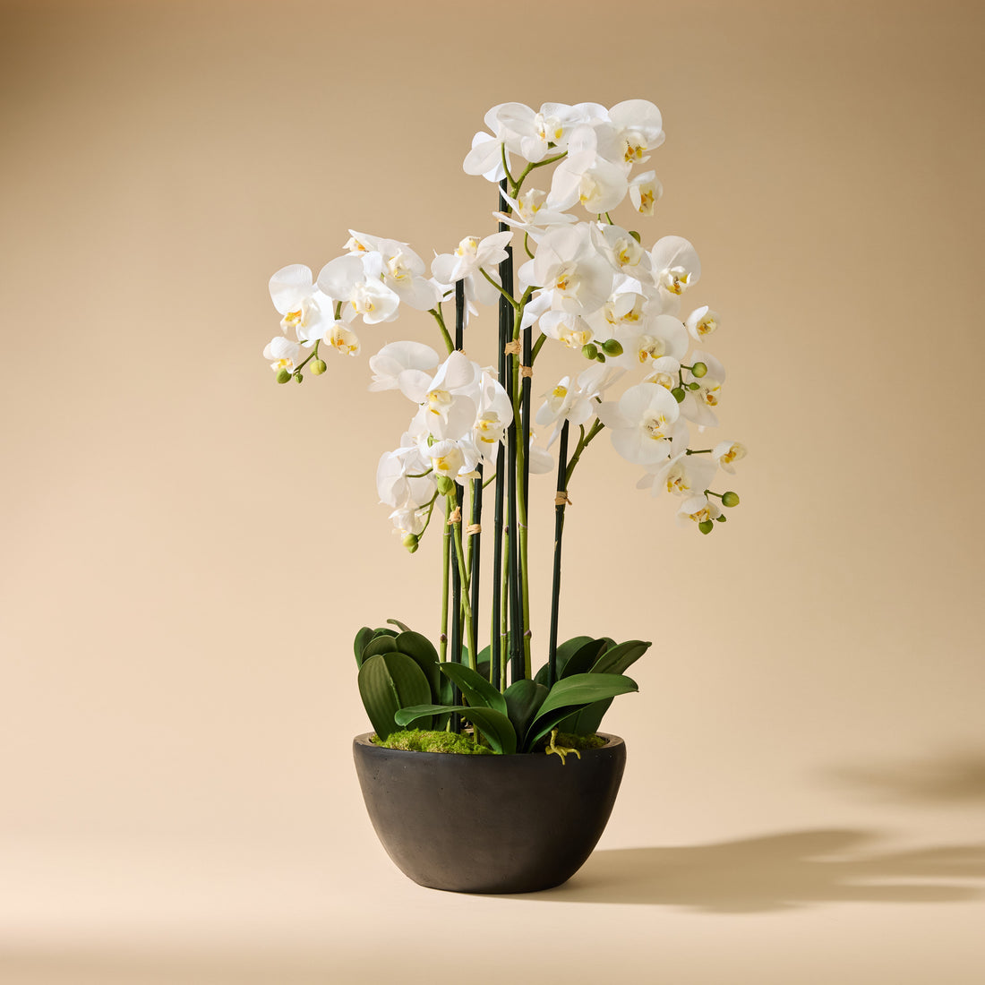 Faux Phalaenopsis Orchid - Black Pot | White - 85cm