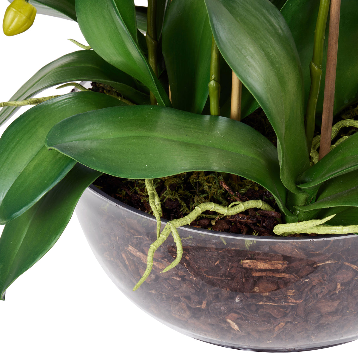 Rogue Phalaenopsis Full - Dahlia Bowl White &amp; Glass