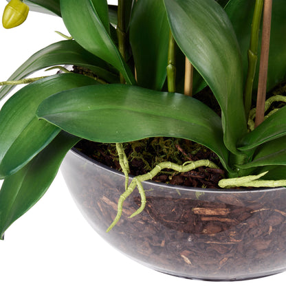 Rogue Phalaenopsis Full - Dahlia Bowl White &amp; Glass