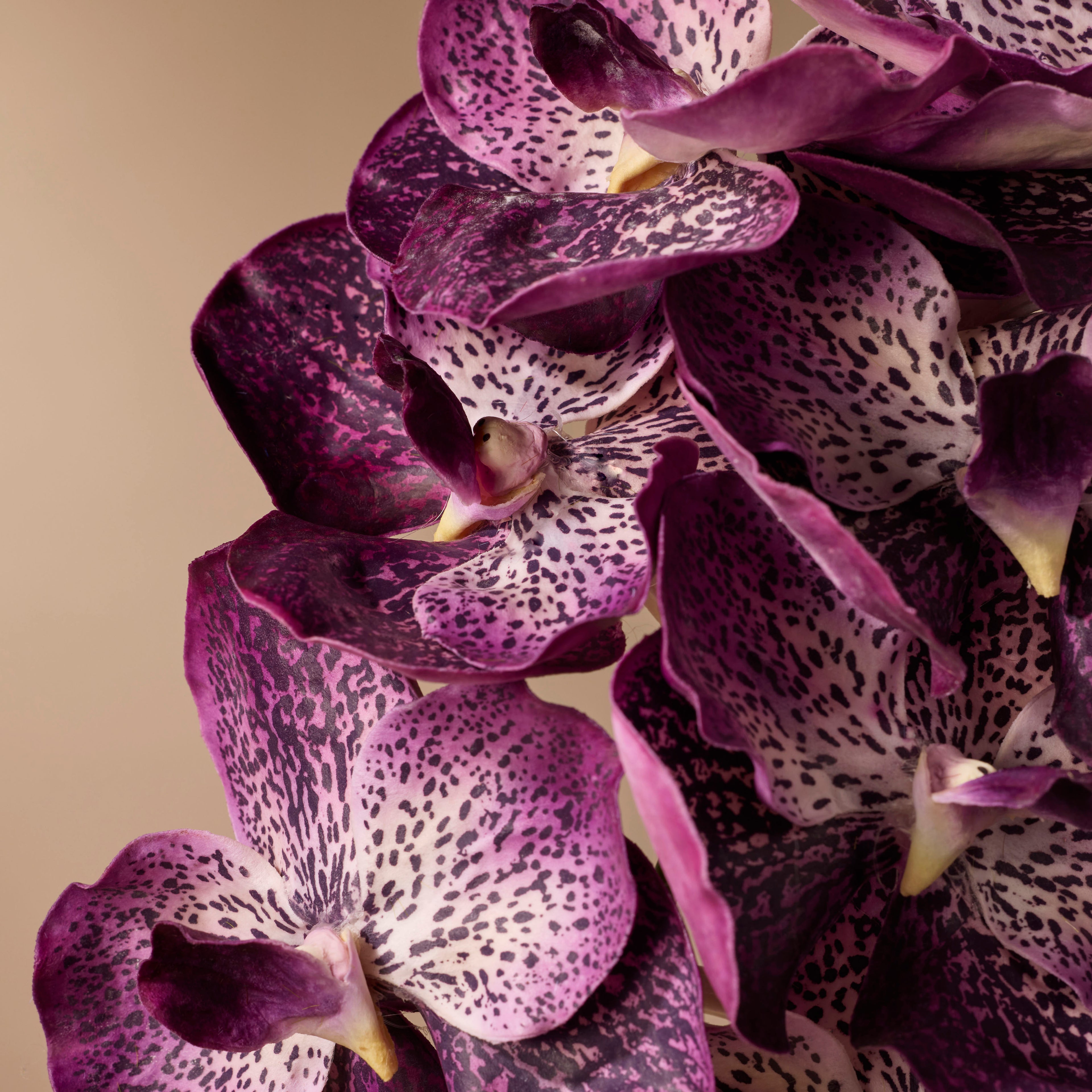 Faux Vanda Orchid | Purple - 66cm