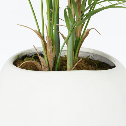 Rogue Phoenix Palm - Lyon Organic Planter Green &amp; White