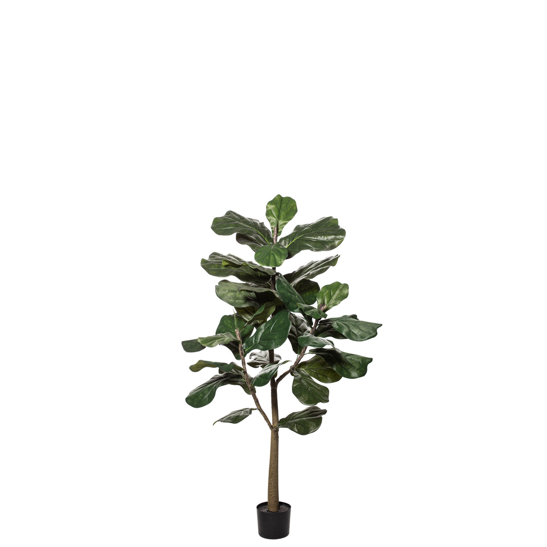 Rogue Fiddle Tree Green