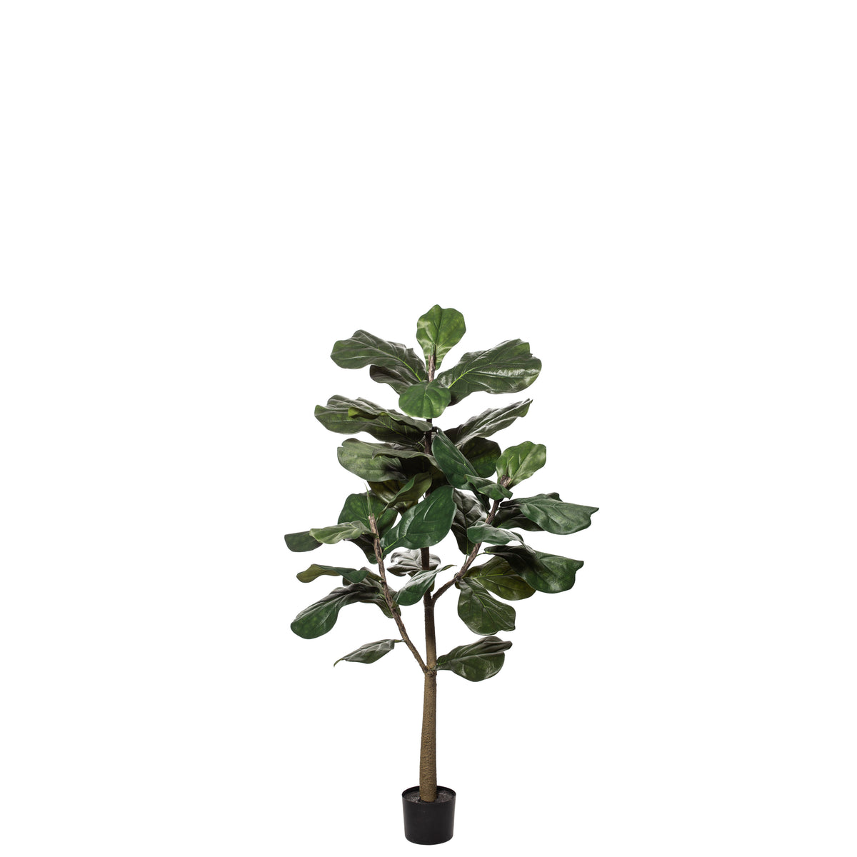 Rogue Fiddle Tree Green