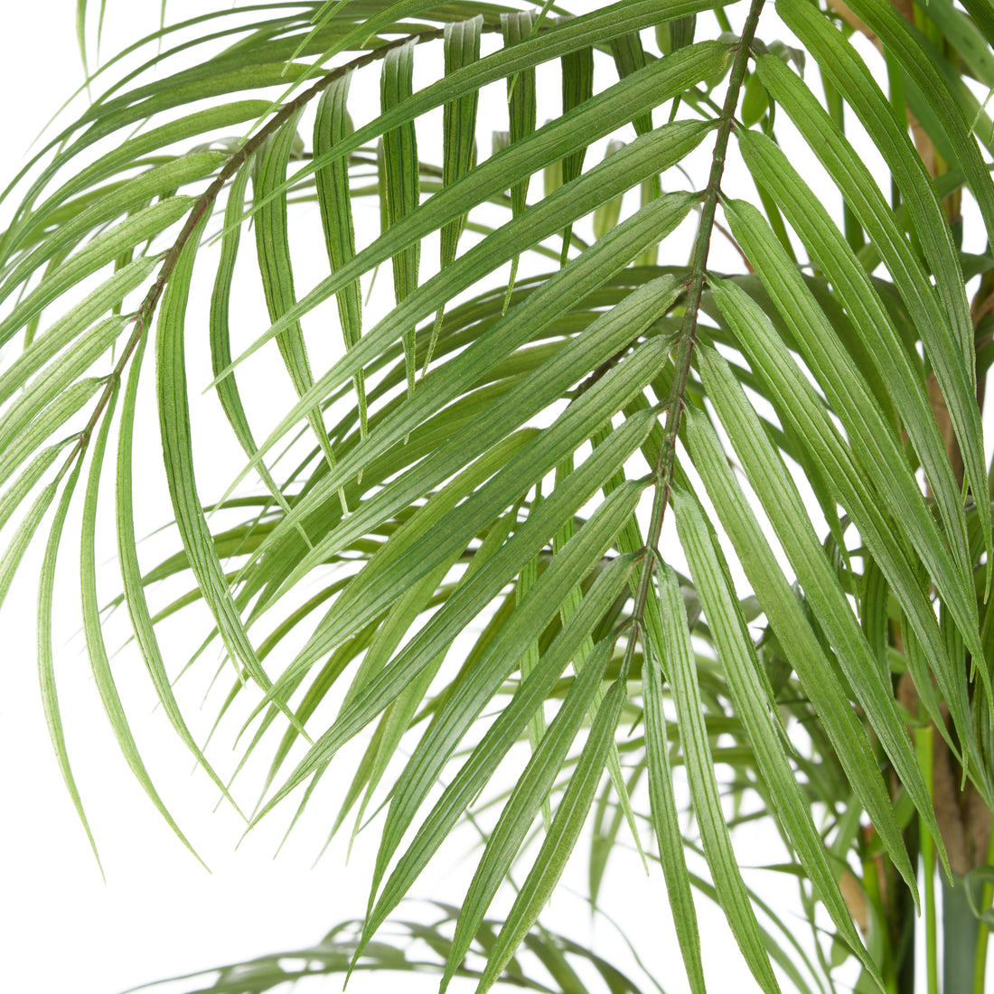 Rogue Phoenix Palm - Lyon Organic Planter Green &amp; White