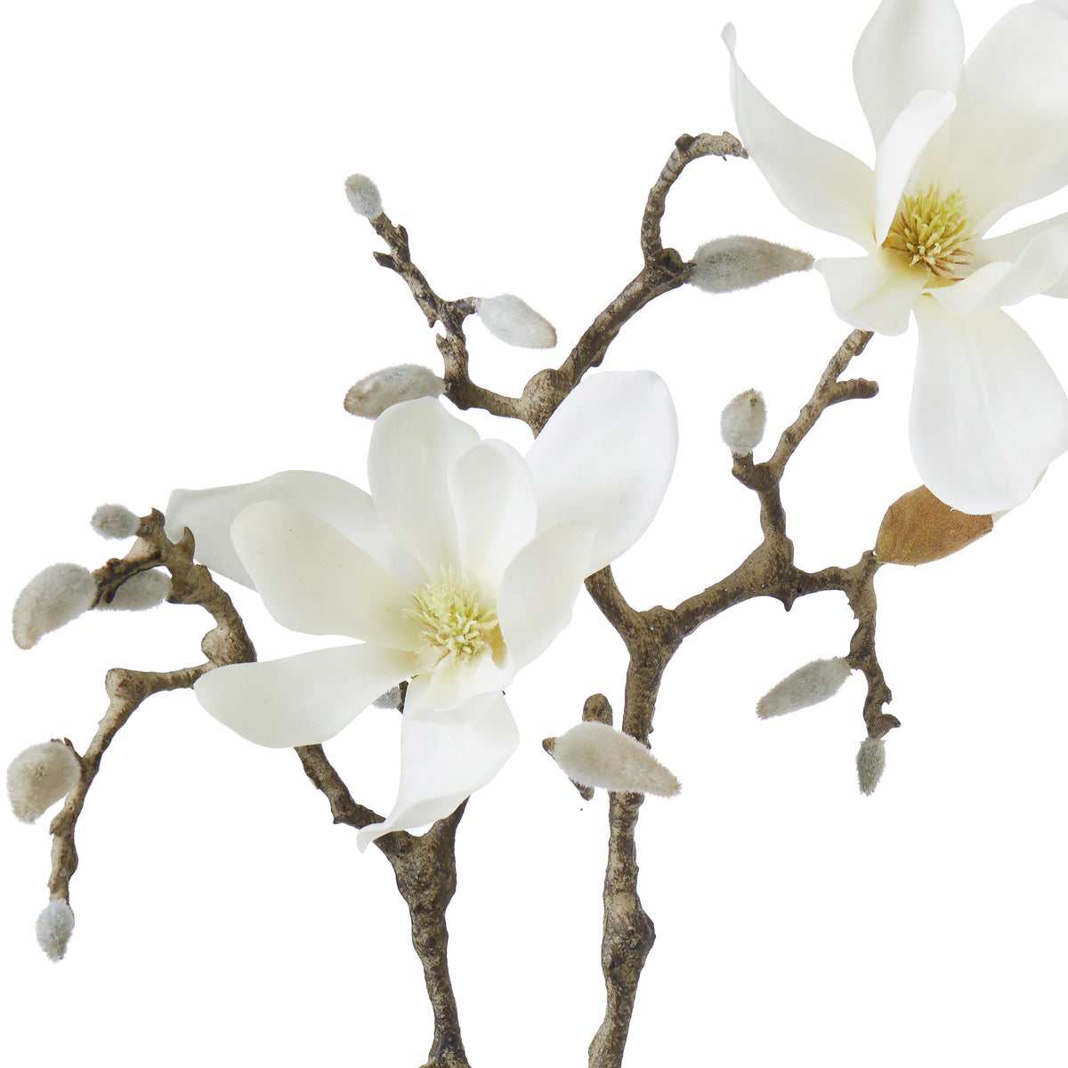 Rogue Tree Magnolia Flower Cream