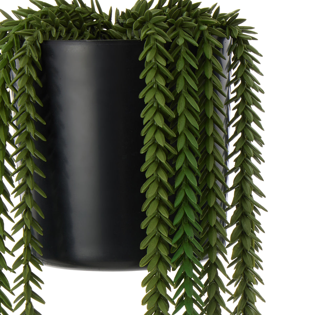 Rogue Princess Pine Garden Pot Green