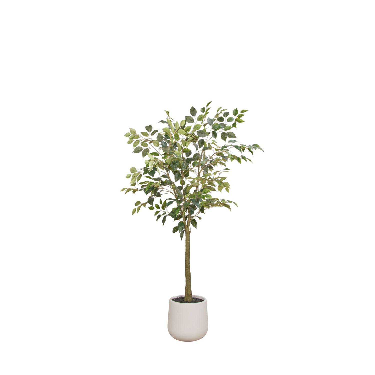 Faux Ficus Tree - White Pot | Green -  150cm