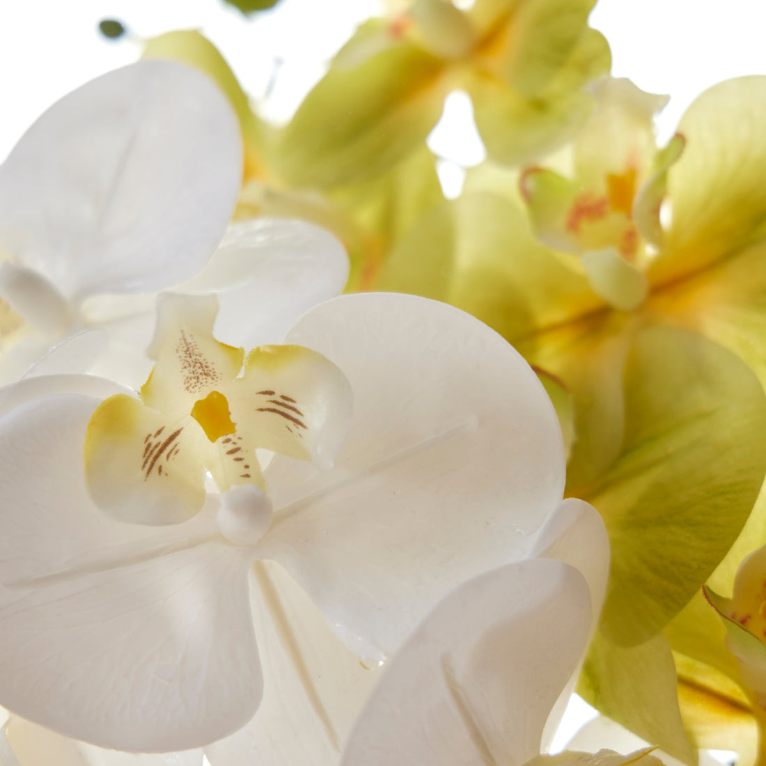 Rogue Phalaenopsis - Glass Vase Green
