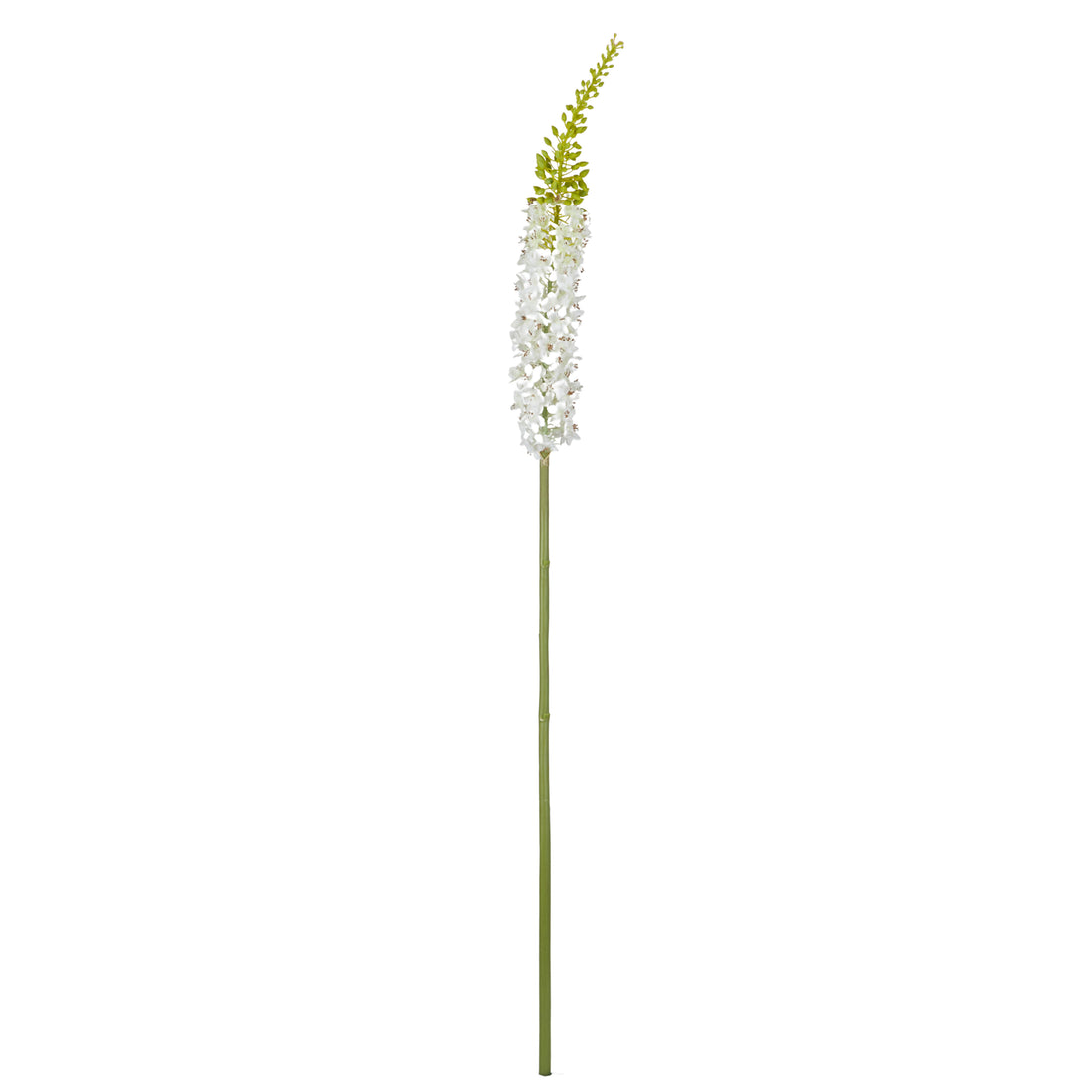Rogue Foxtail Stem Cream