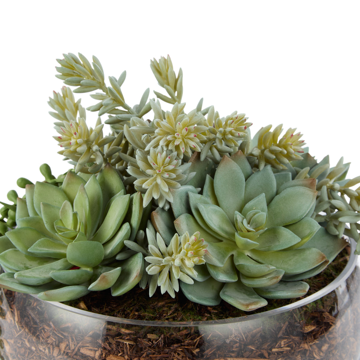 Rogue Succulent Mix - Scarlett Bowl Green/Glass