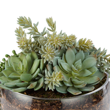 Rogue Succulent Mix - Scarlett Bowl Green/Glass